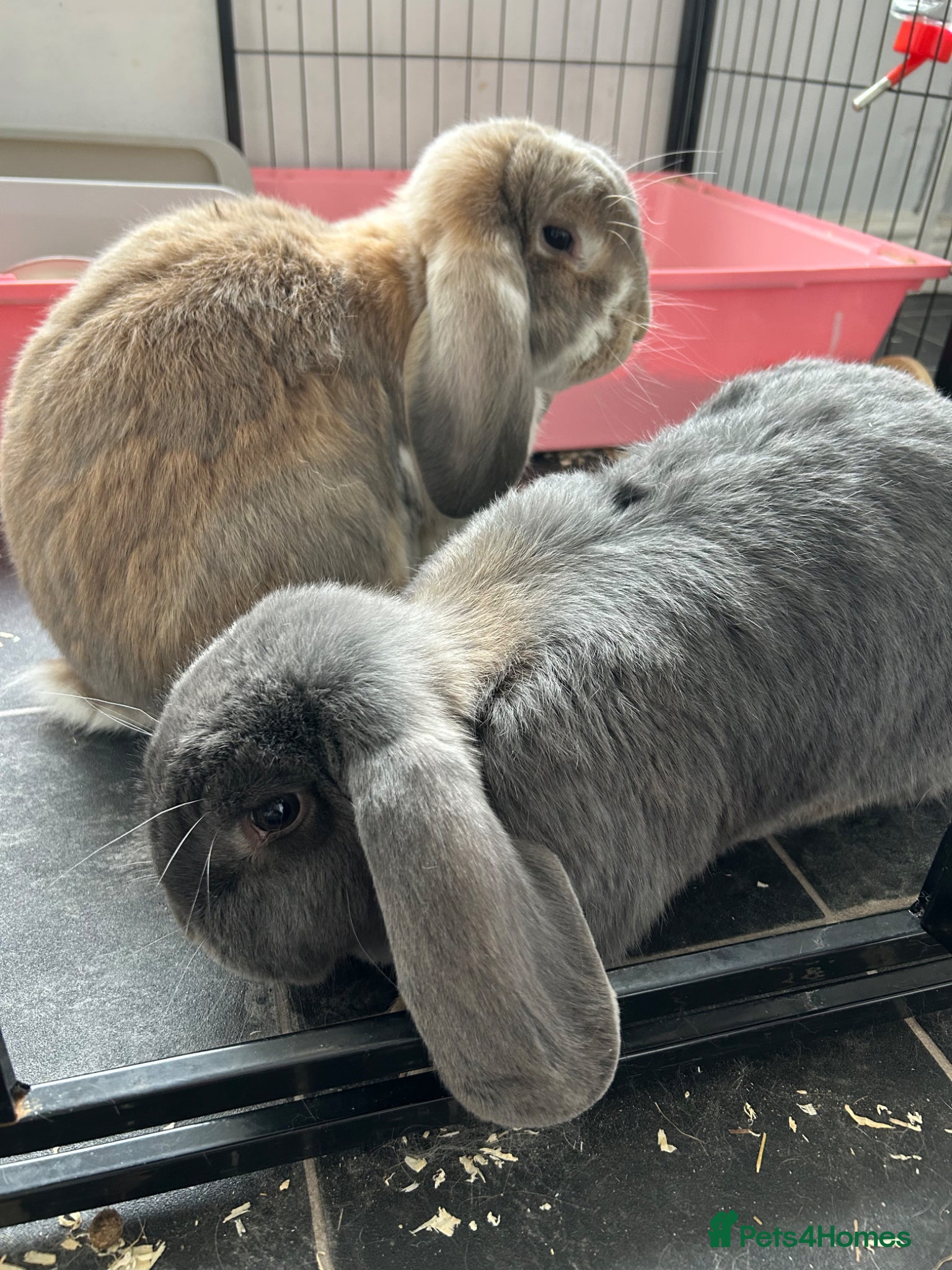 French Lop rabbits Bonded male rabbits  - Advert 2