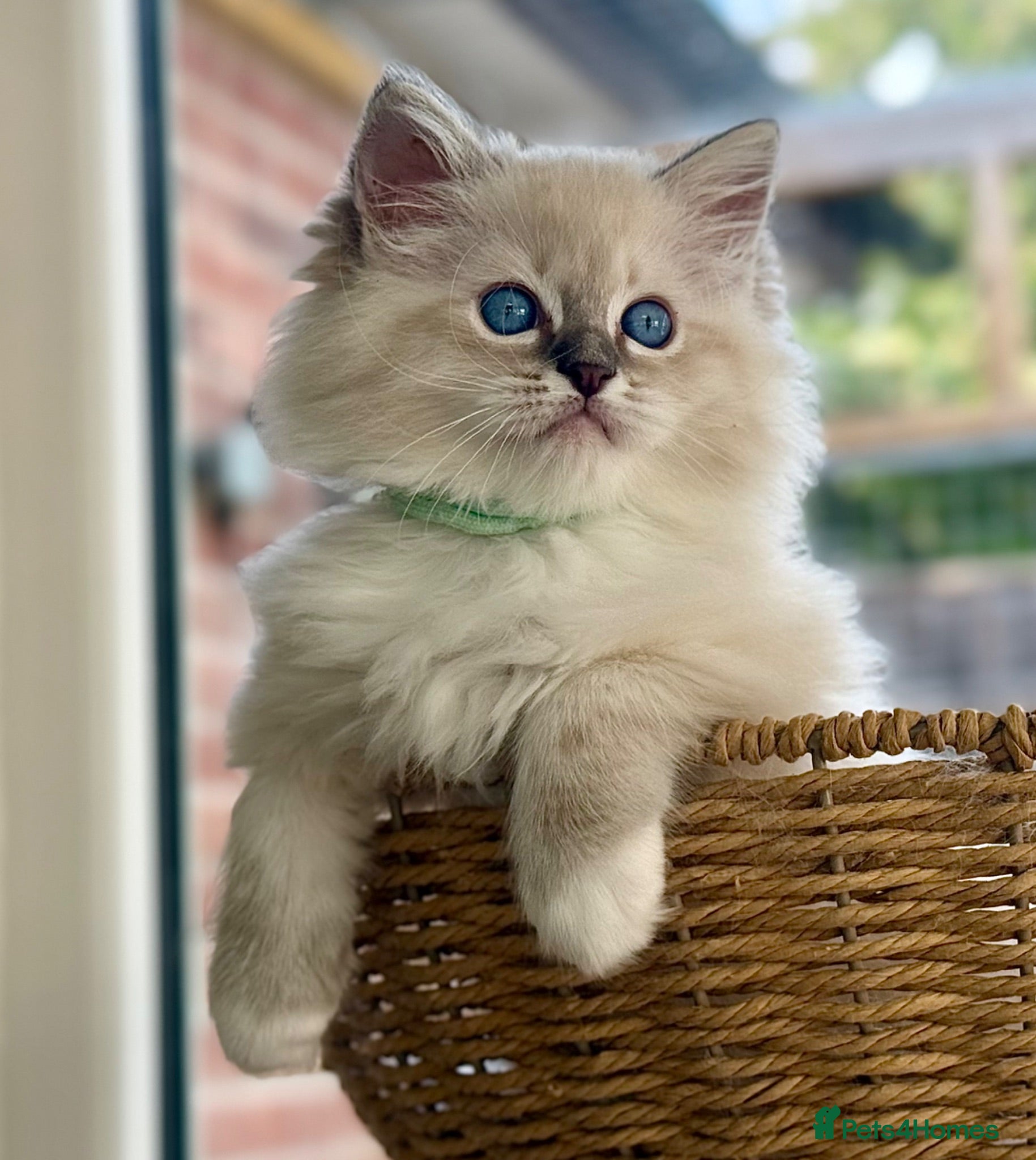 Ragdoll cats DUE TO TIMWASTERS both mitted boys available £950 - Advert 1