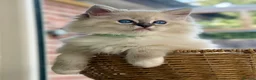 Ragdoll cats for sale: READY TO GO 1 left  (£900) available(TIMEWASTERS)  - Advert 11