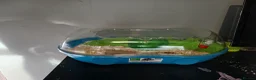 Mouse rodents for sale: Male albino mouse and cage  - Advert 2