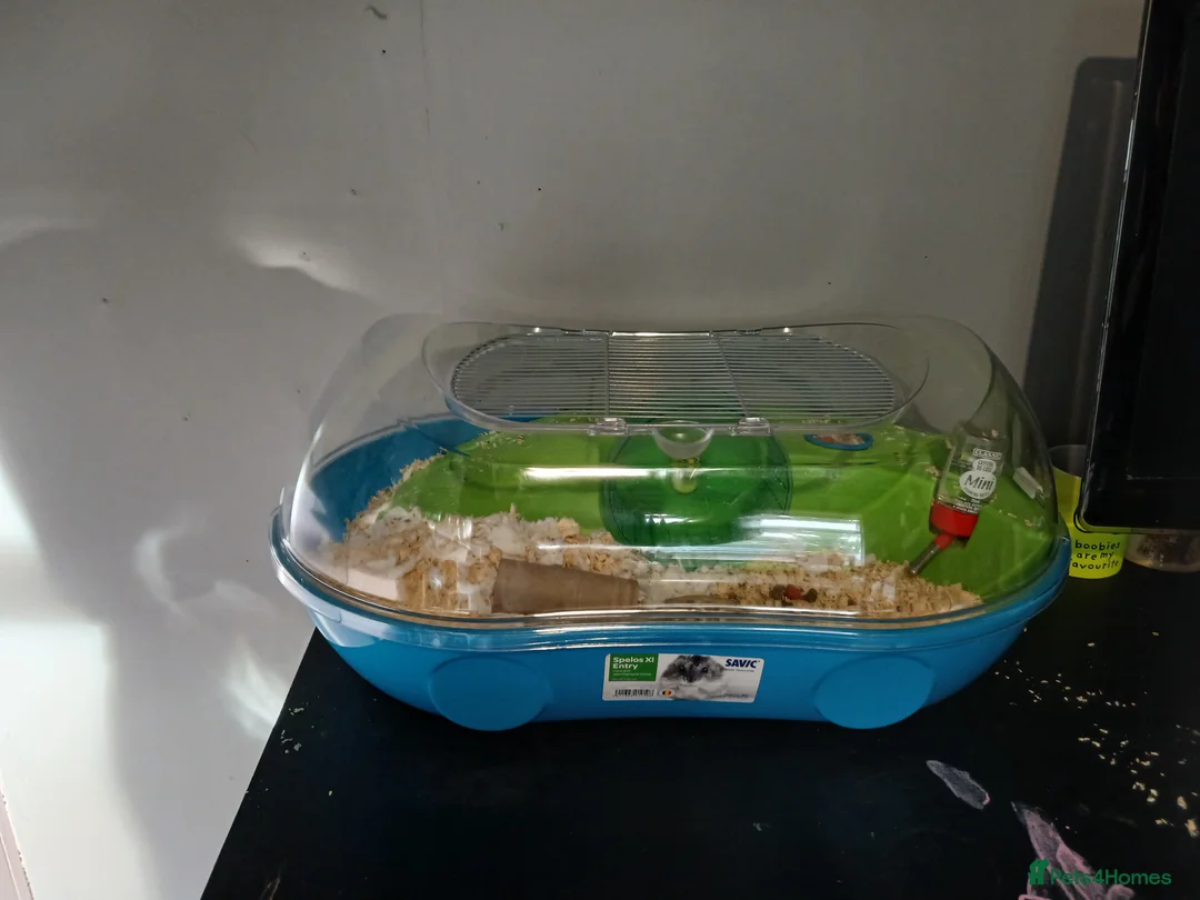Mouse rodents for sale: Male albino mouse and cage  - Advert 2