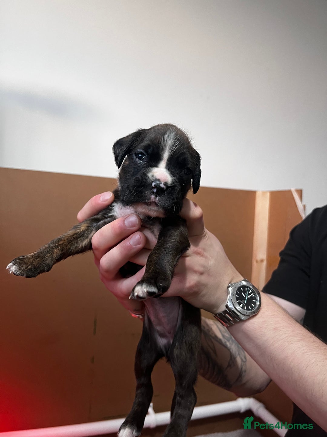 Boxer dogs for sale: Boxer Puppies UPDATED PHOTOS  - Advert 16