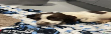 Cocker Spaniel 1