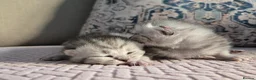 British Shorthair cats for sale: Blue Silver British Shorthair Tabbies in Newtownabbey - Advert 1