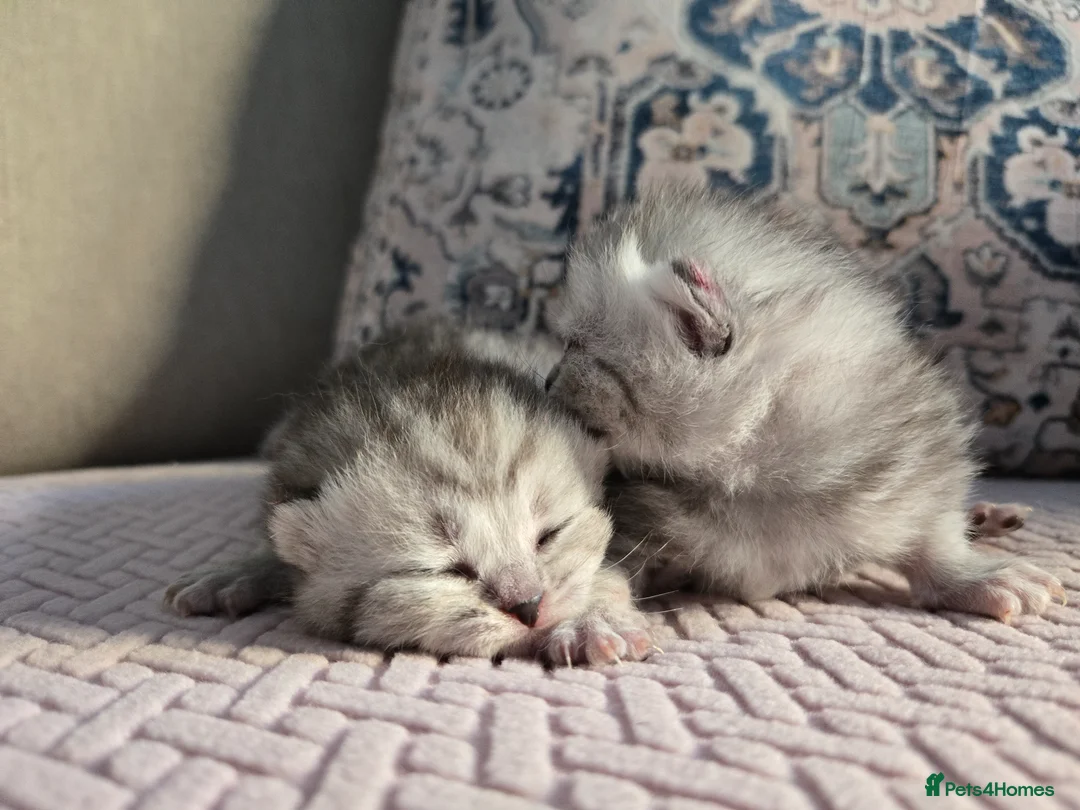 British Shorthair cats for sale: Blue Silver British Shorthair Tabbies in Newtownabbey - Advert 1