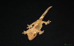 Gecko reptiles for sale: Crested geckos - Image 8