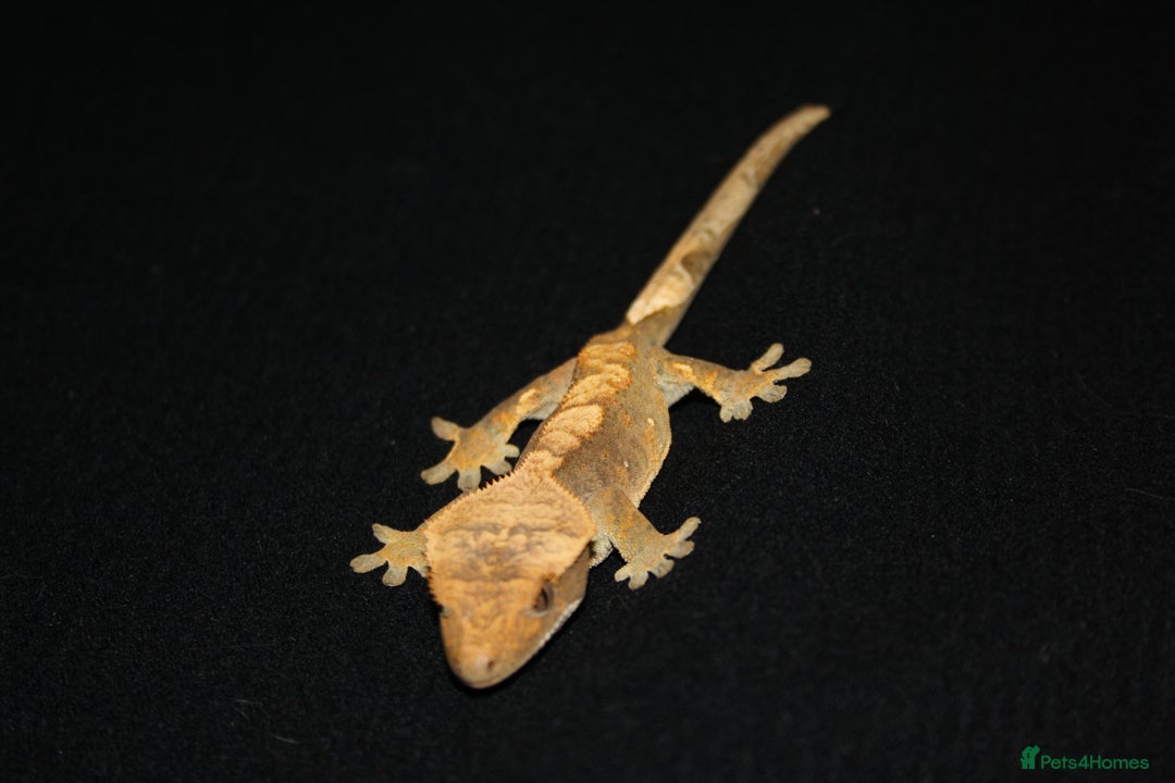 Gecko reptiles for sale: Crested geckos - Image 8