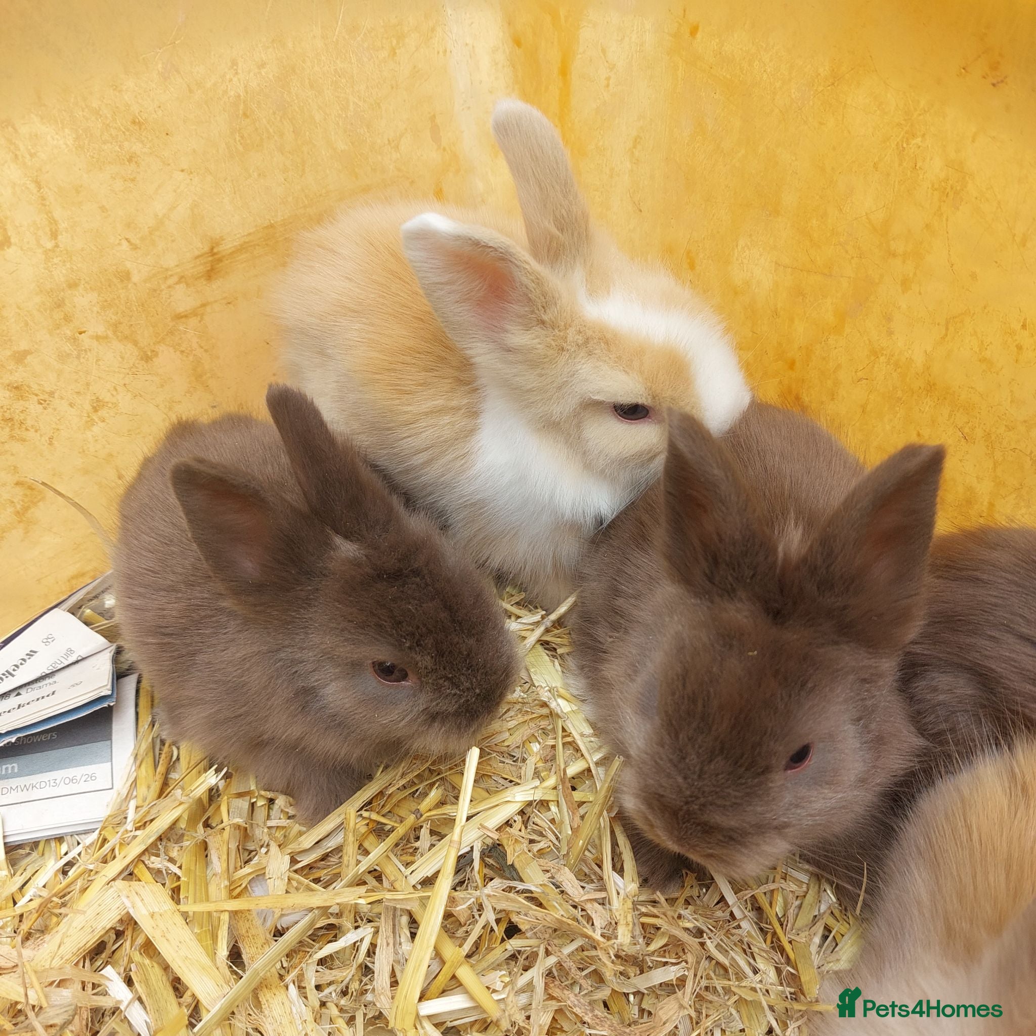 Lionhead rabbits PUREBRED DOUBLE/TEDDY LION HEAD BABIES  - Advert 1