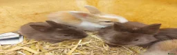 Lionhead rabbits for sale: PUREBRED DOUBLE/TEDDY LION HEAD BABIES  - Advert 1