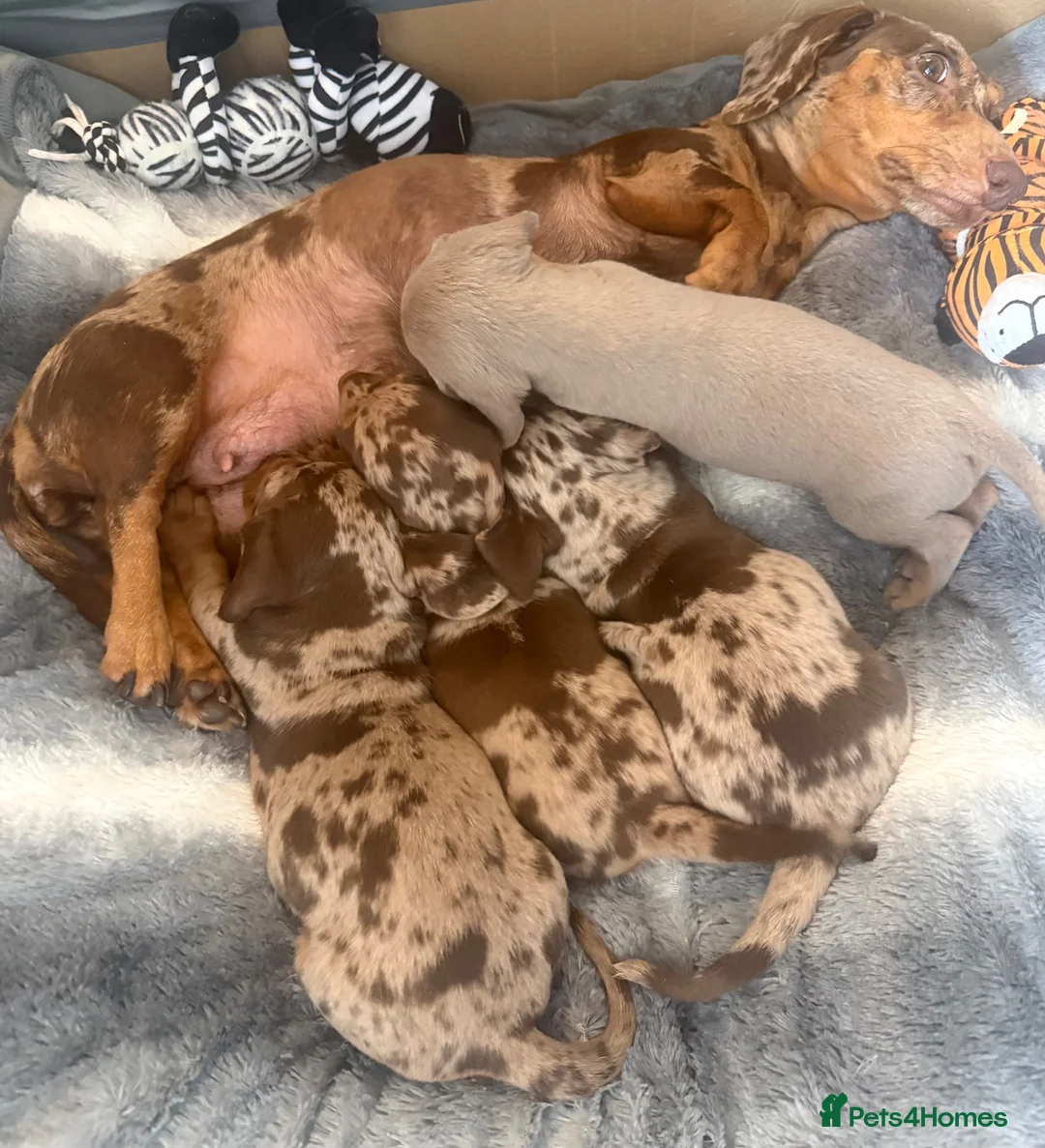 Miniature Dachshund dogs for sale: Beautiful Miniature Dachshunds  - Advert 2