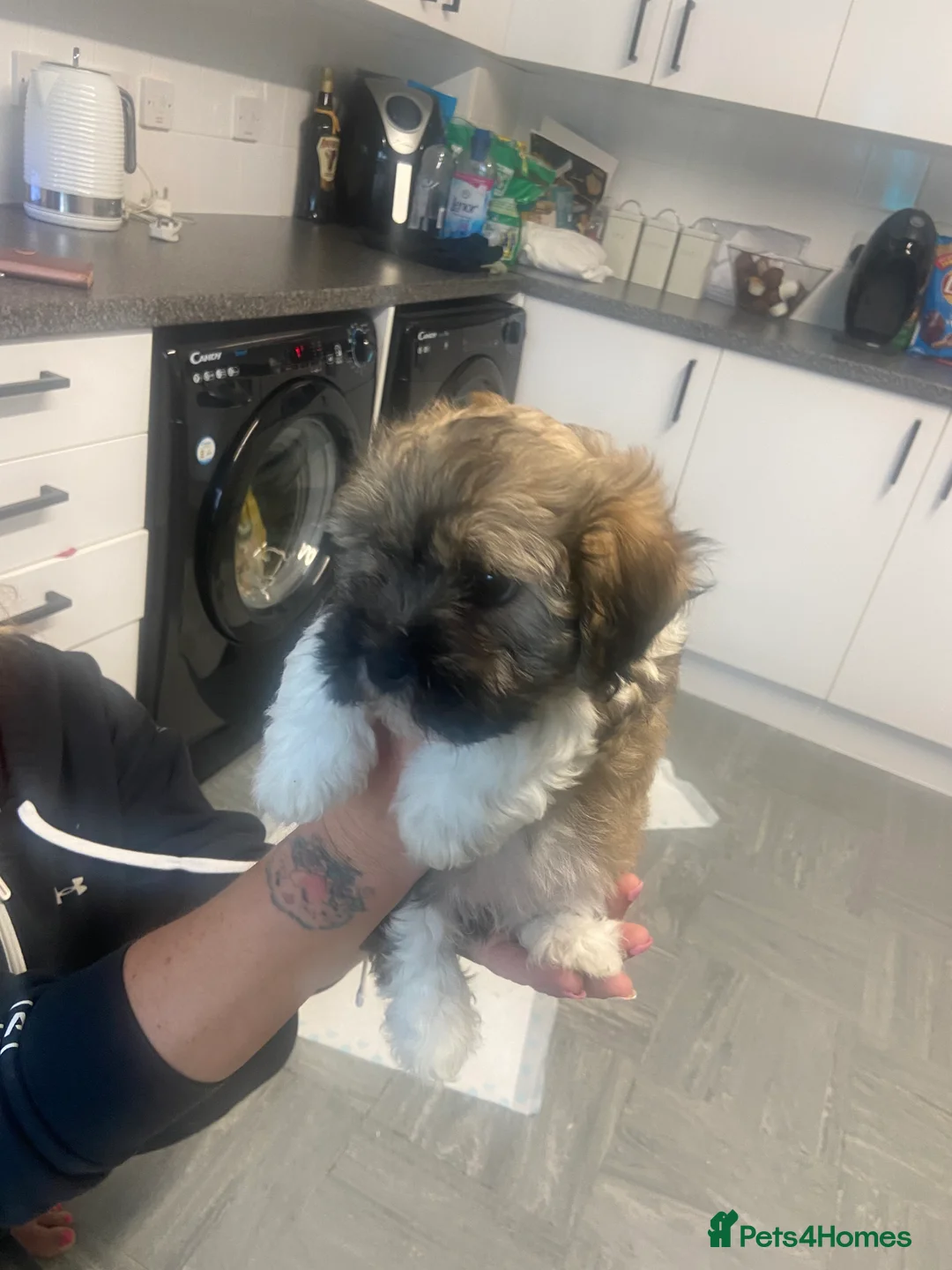 Bichon Frise dogs for stud: Bichon Frise *for stud only* in Hoddesdon - Advert 13