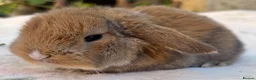 Mini Lop rabbits for sale: Mini Plush Lop and Plush Carrier litters - Advert 3