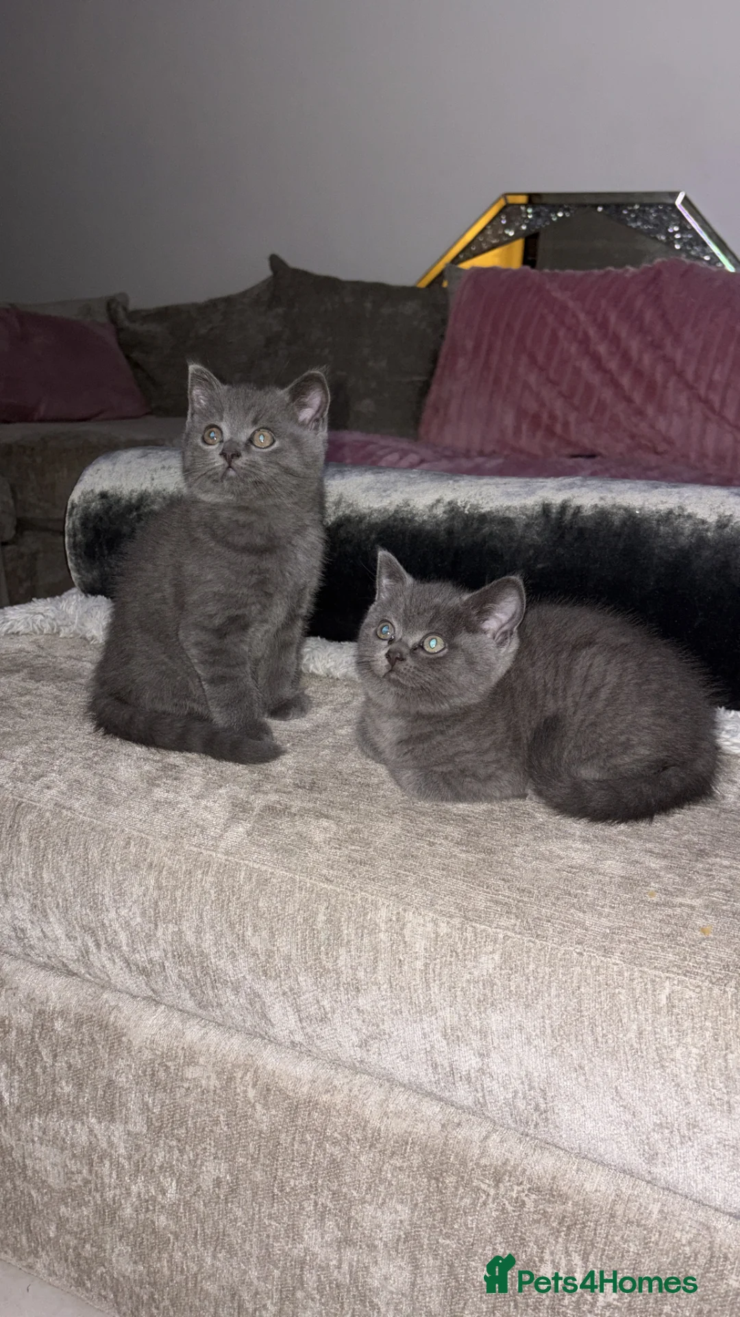 American Shorthair cats for sale: £400 each Last 2 boy British short hair kittens  - Advert 1
