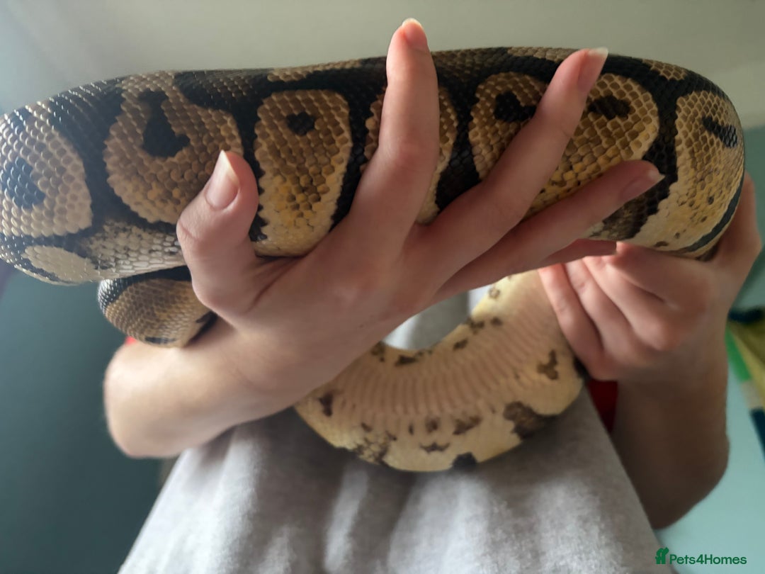 Python Snake reptiles for sale: Ball Pythons Leopard YB lesser enchi gravel pastel - Advert 5