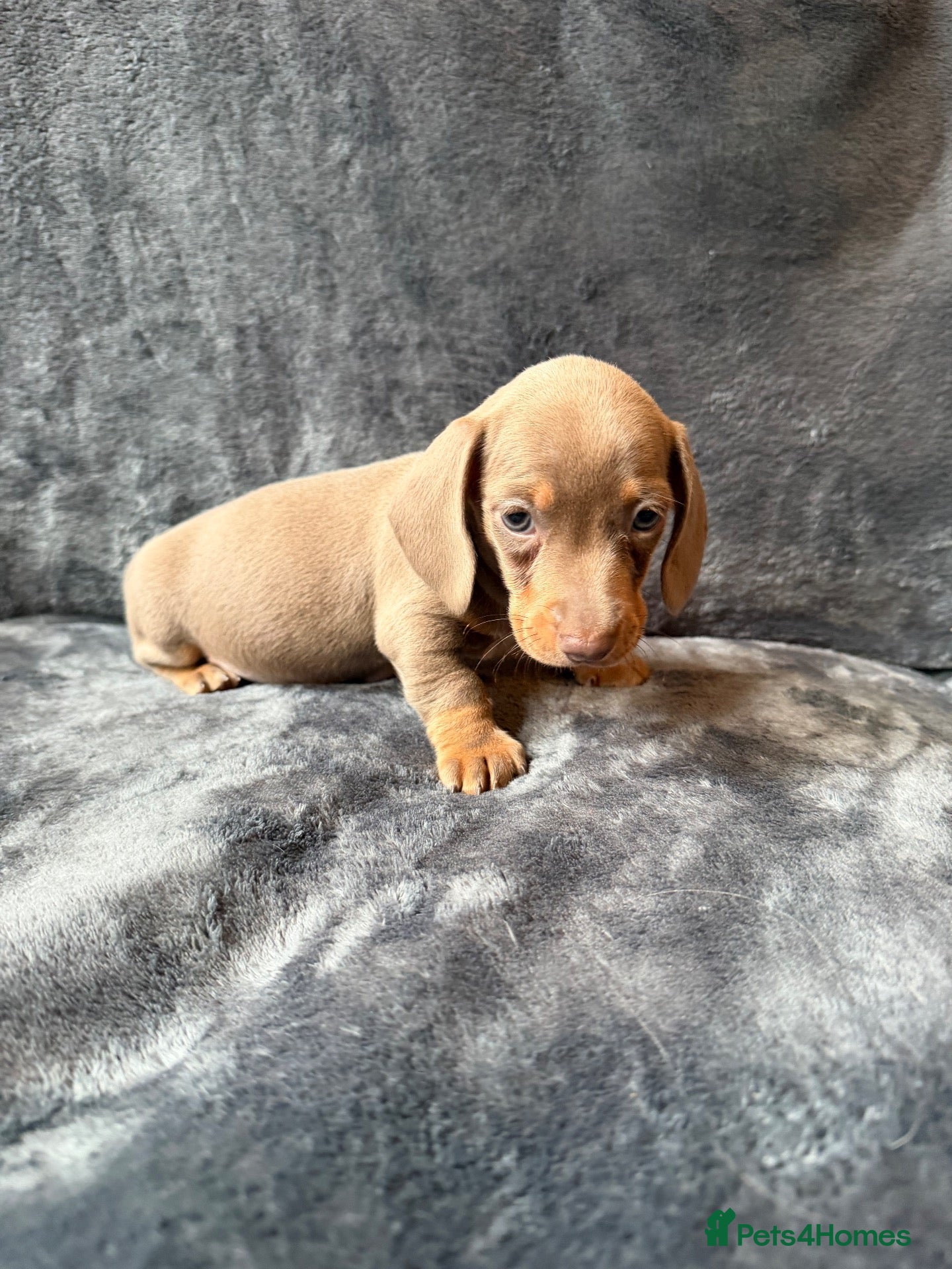 Miniature Dachshund dogs Stunning Miniature Dachshund pups  - Advert 2
