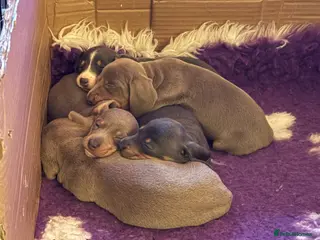 Miniature Dachshund dogs Beautiful Blue/Tan and Isabella Tan puppies. - Advert 5