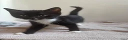Mixed Breed cats for sale: 3 beautiful kittens ready for adventure  in Harwich - Advert 11