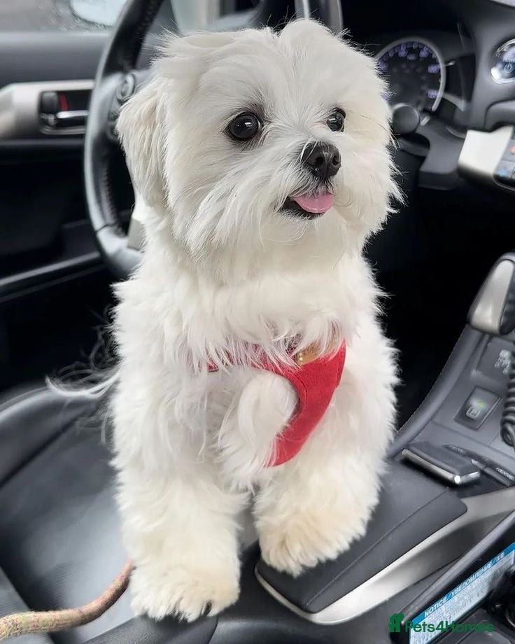 Mixed Breed dogs Adorable Pure White Maltese Puppy Girl - Advert 17