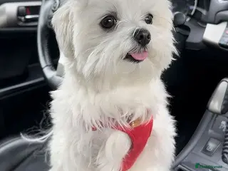 Mixed Breed dogs Adorable Pure White Maltese Puppy Girl - Advert 17