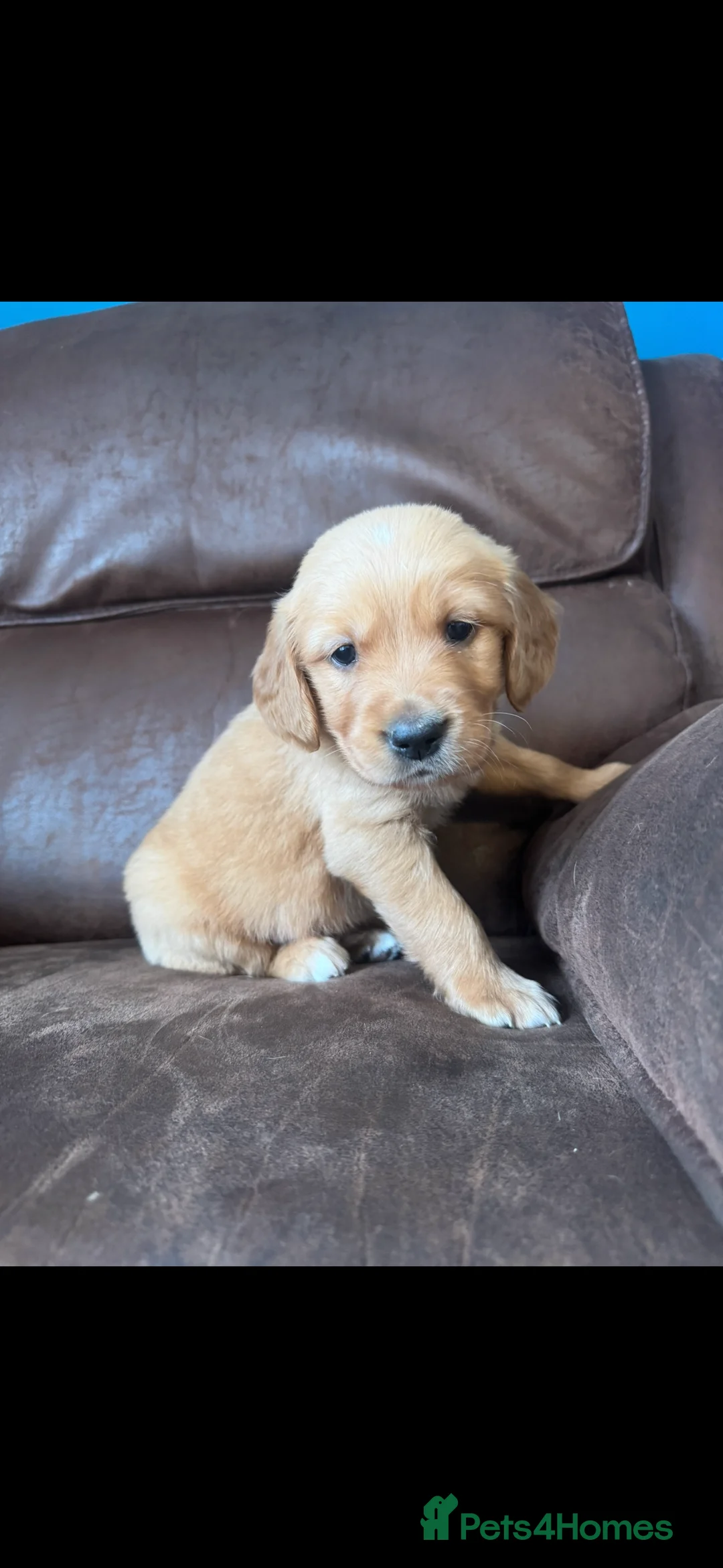 Golden Retriever dogs for sale: Exceptional health tested golden retrievers  - Advert 12