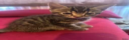 Mixed Breed cats for sale: kittens available immediately  in Cannock - Advert 10
