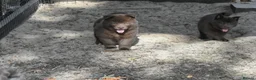 Chow Chow dogs for sale: Genuine chowski puppies  - Advert 11