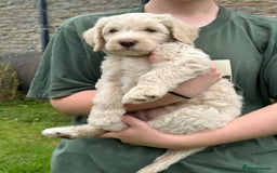Labradoodle dogs for sale: Beautiful Puppies Ready for the Summer Holidays - Image 21