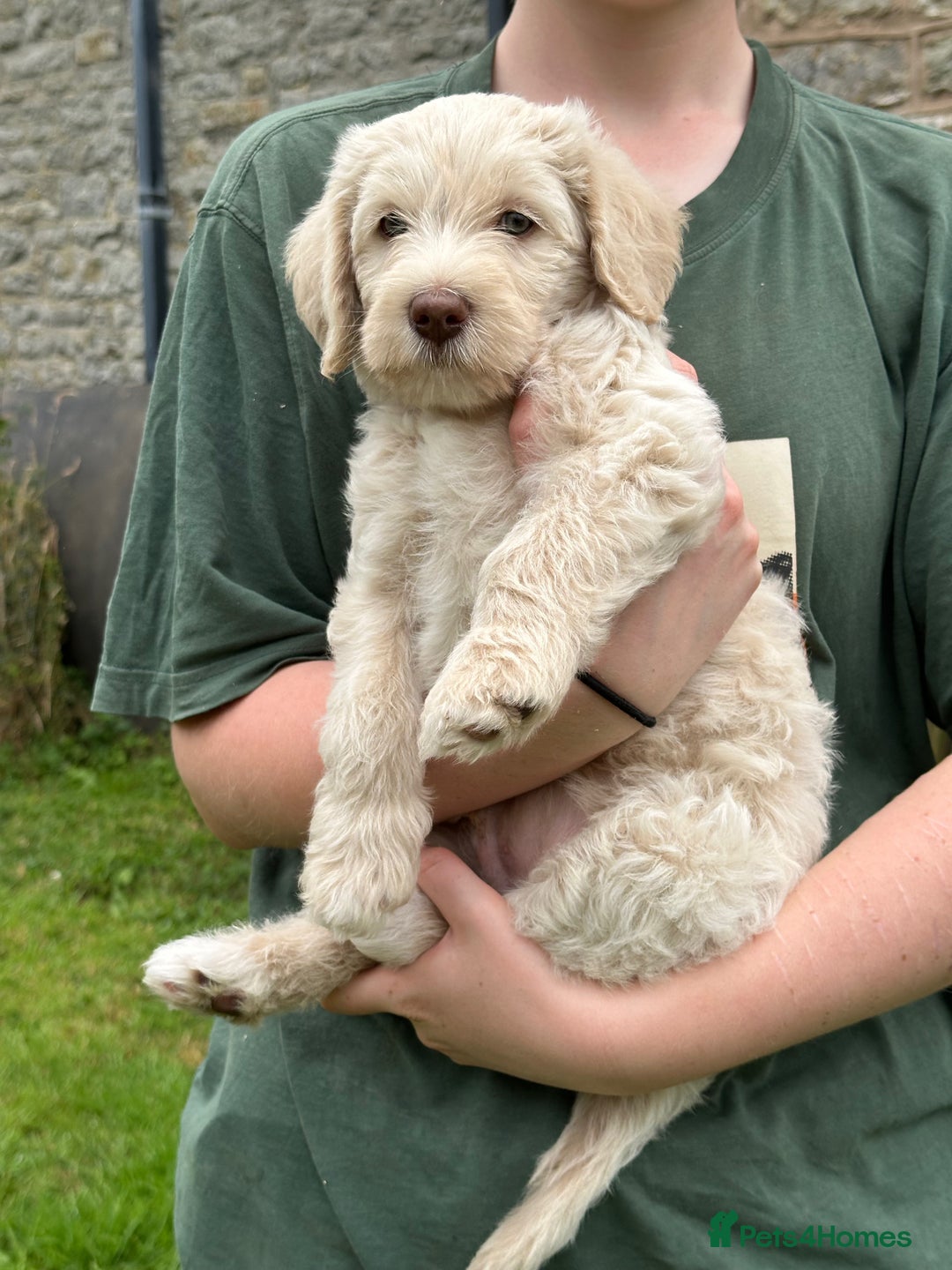 Labradoodle dogs for sale: Beautiful Puppies Ready for the Summer Holidays - Image 21