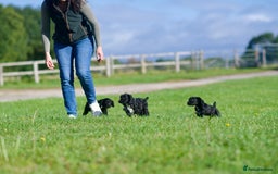 Cocker Spaniel dogs for sale: KC Reg – Fully Health Tested – Working Cocker Pups - Image 17