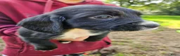 Cocker Spaniel dogs for sale: Extremely well bred cocker spaniel puppies - Advert 9