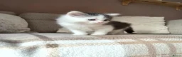Mixed Breed cats for sale: Mixed breed fluffy mid-long fur kittens for sale - Advert 5