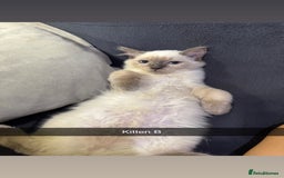 Ragdoll cats for sale: Bluepoint ragdolls  - Image 8