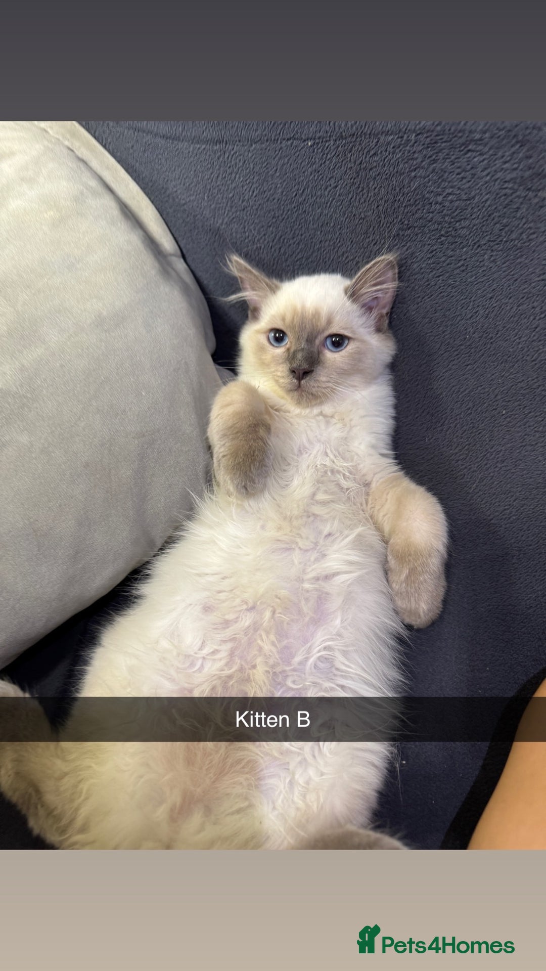 Ragdoll cats for sale: Bluepoint ragdolls  - Image 8
