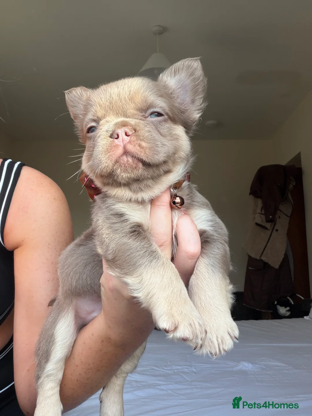 French Bulldog dogs for sale: French bulldog  - Advert 5