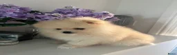 Pomeranian dogs for sale: Small Beautiful Pomeranian Boy  - Advert 13