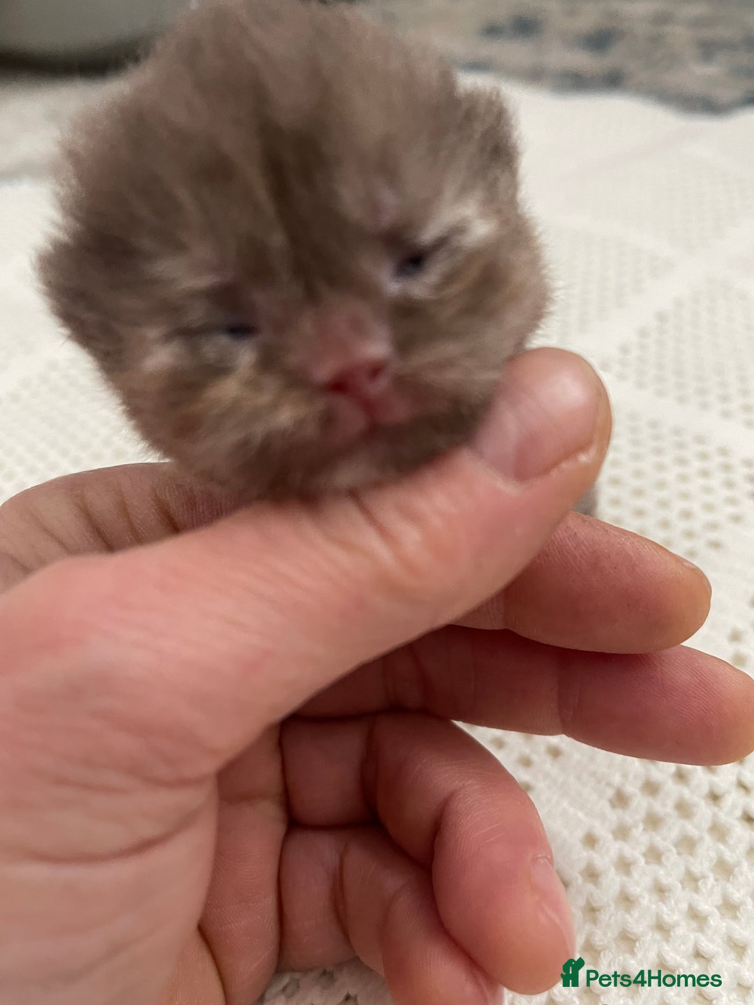 British Shorthair cats for sale: Exceptional litter of GCCF British shorthairs - Advert 9