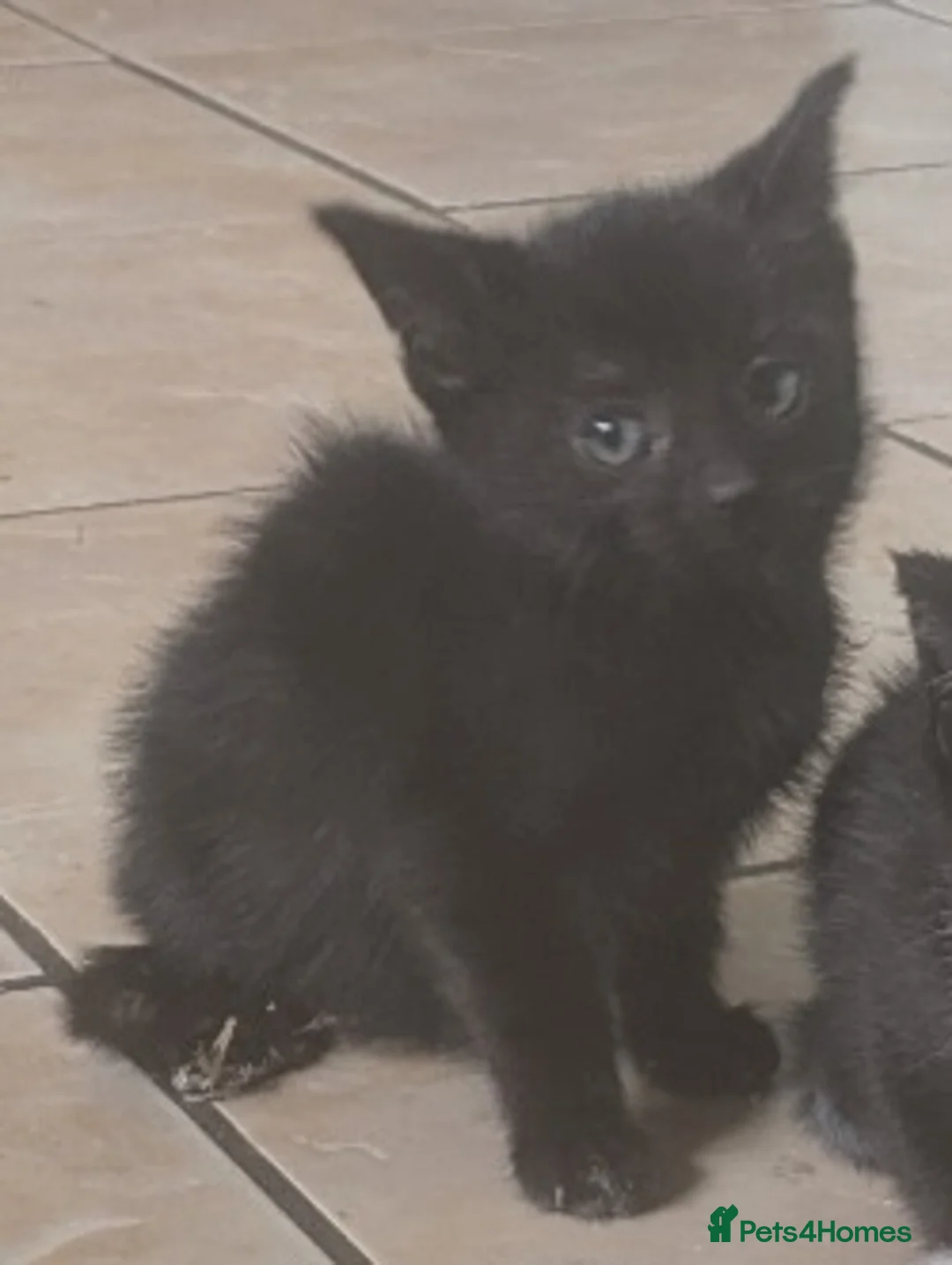 Mixed Breed cats for sale: Beautiful baby kitten's  - Advert 2