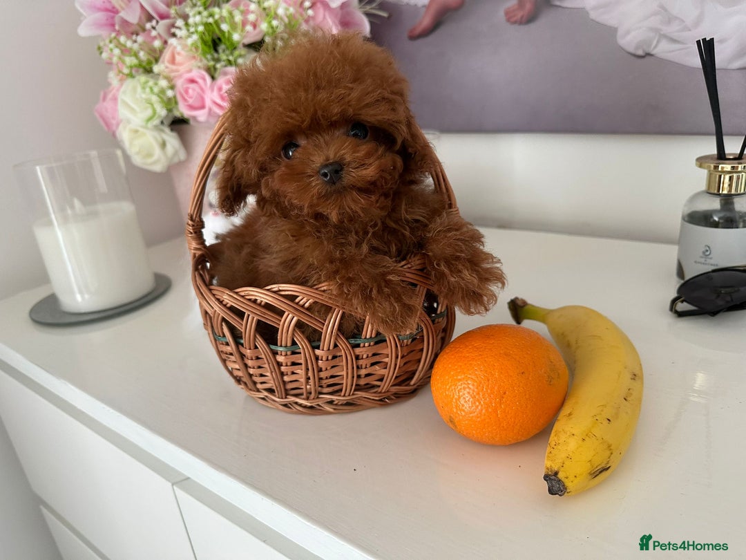 Toy Poodle dogs for stud: Red asian poodle for stud - Advert 5