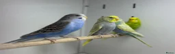 Budgerigars birds for sale: Budgies - Advert 2