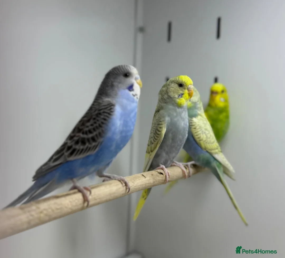 Budgerigars birds for sale: Budgies - Advert 2
