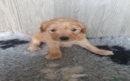 Labradoodle dogs for sale: labradoodle - Image 2