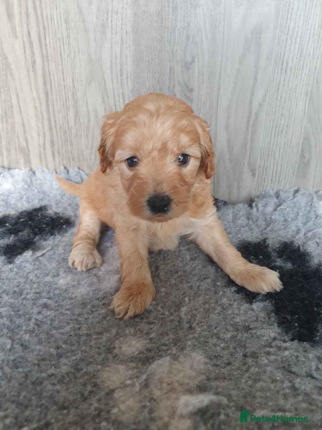 Labradoodle dogs for sale: labradoodle - Image 2