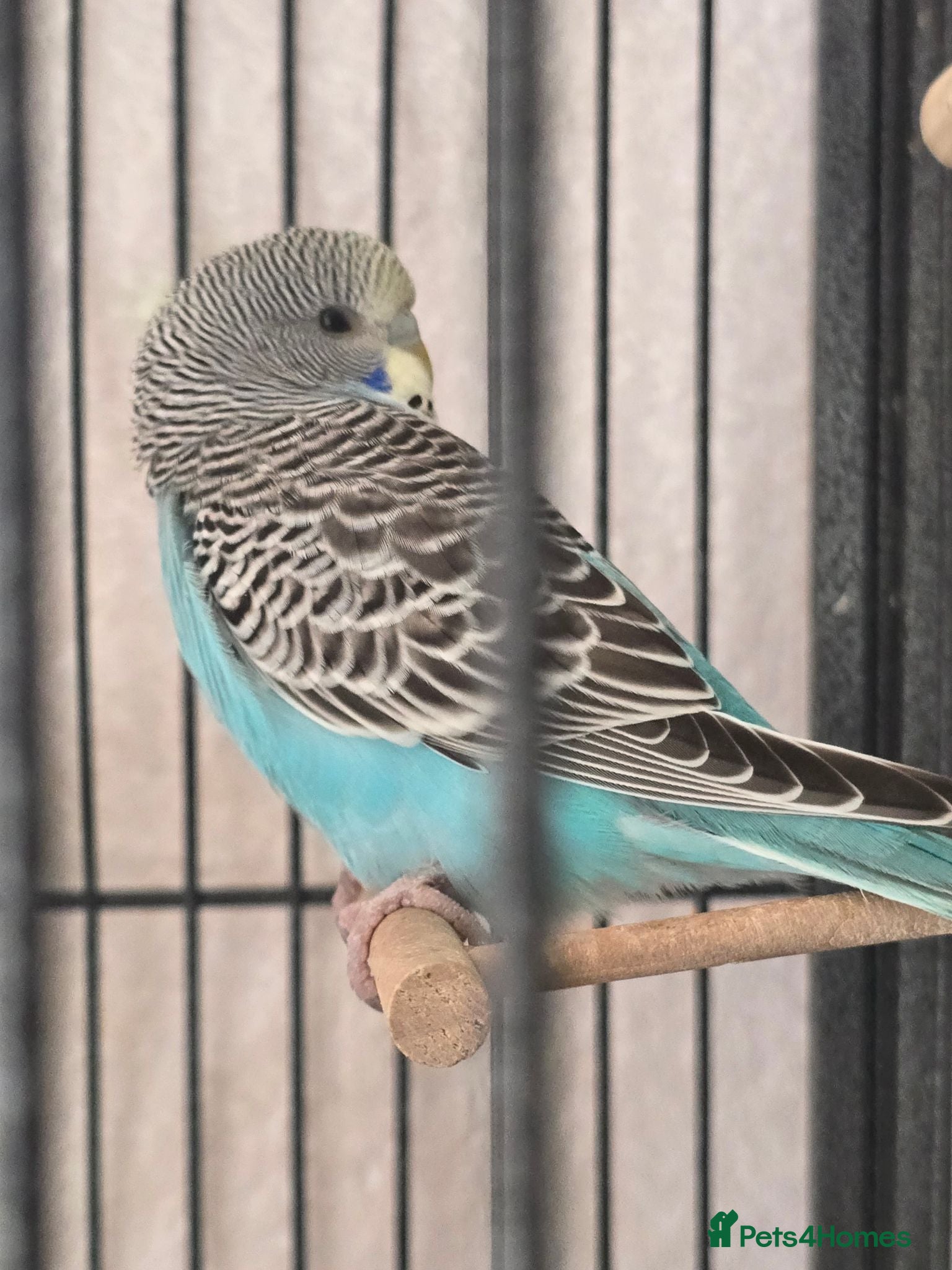 Budgerigars birds Baby Budgies - Advert 18