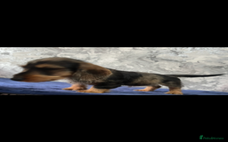 Miniature Dachshund dogs for sale: Wired haired miniature dachshund  - Image 4