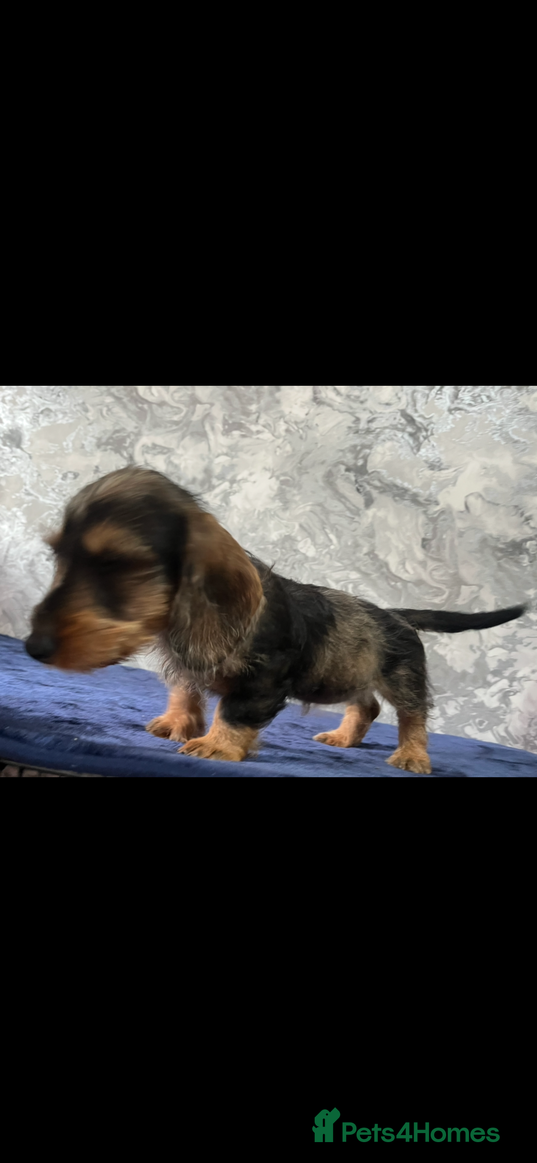 Miniature Dachshund dogs for sale: Wired haired miniature dachshund  - Image 4