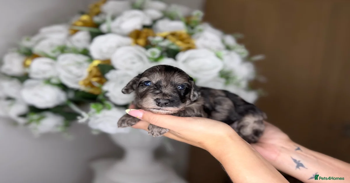 Cockapoo Puppies for sale in England | Pets4Homes