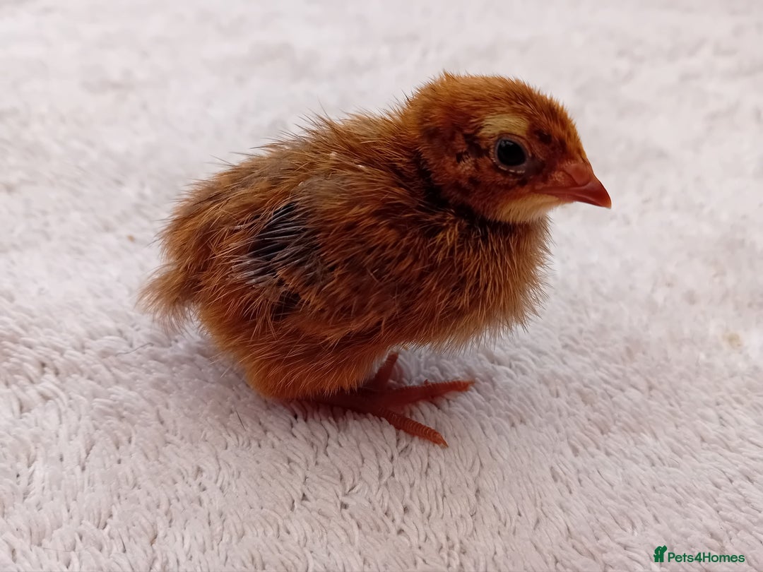 Quail poultry for sale: Coturnix, Celadon and Chinese Painted Quail Chicks - Image 16