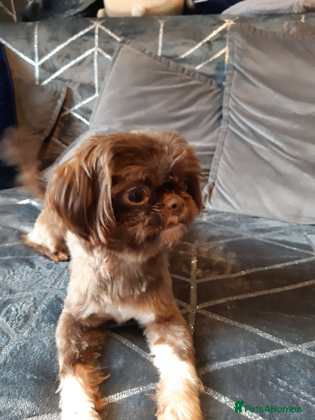 Shih Tzu dogs for stud:  imperial studs both proven  in Bolton - Advert 4