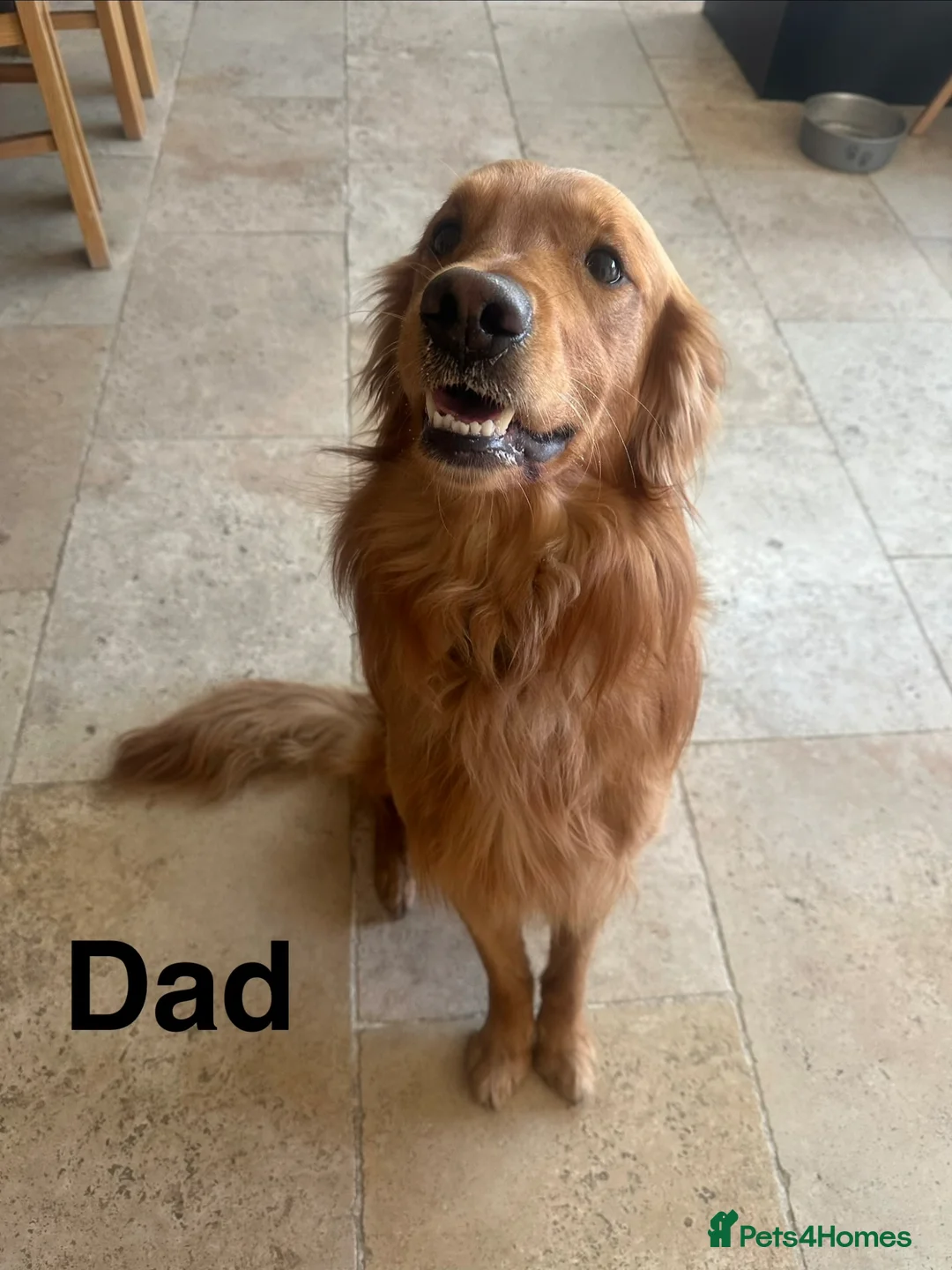 Golden Retriever dogs for sale: KC Red Coat Working Line Golden Retriever Puppies in Bath - Advert 2