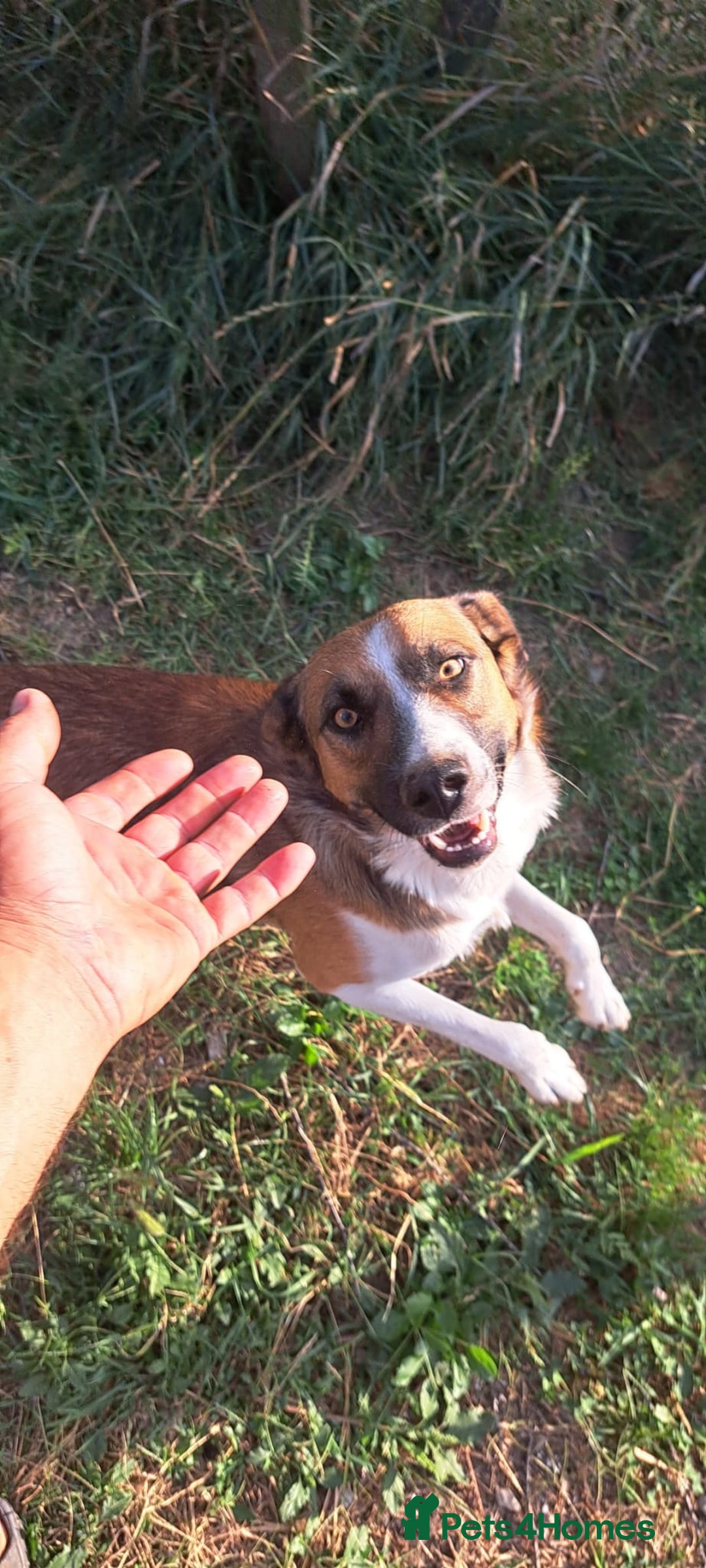 Mixed Breed dogs for adoption: BENNY - a faithful dog for a Loving Home - Image 13